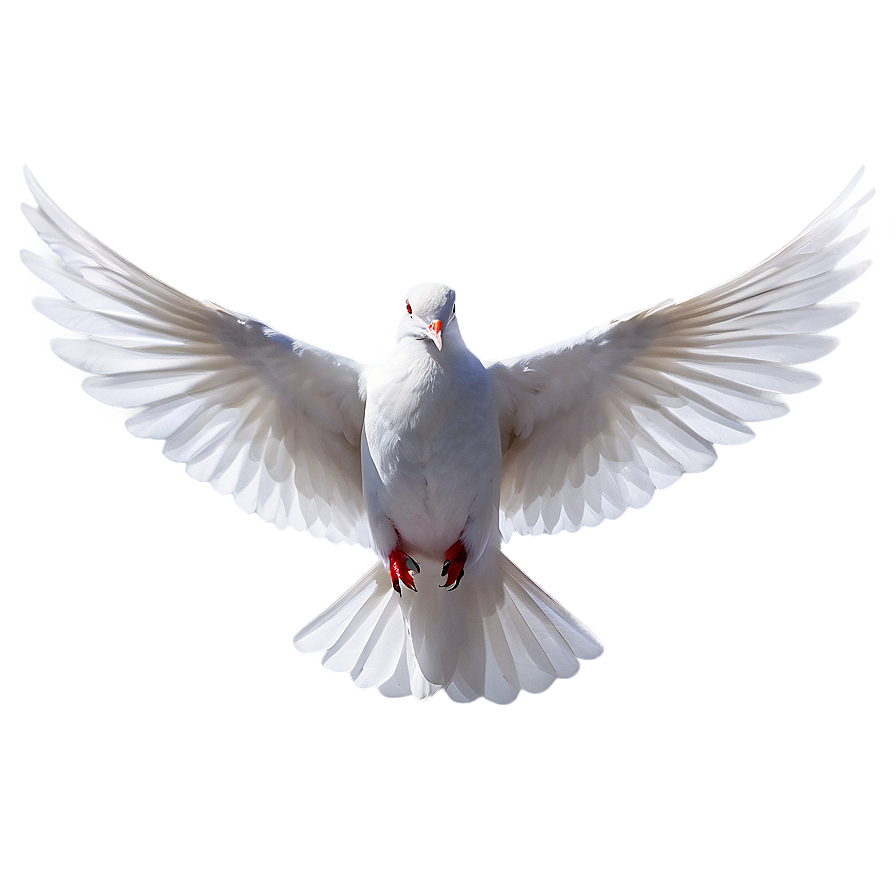 Holy Spirit Dove Png 05042024 PNG
