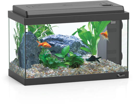 Home Aquarium With Fishand Plants PNG