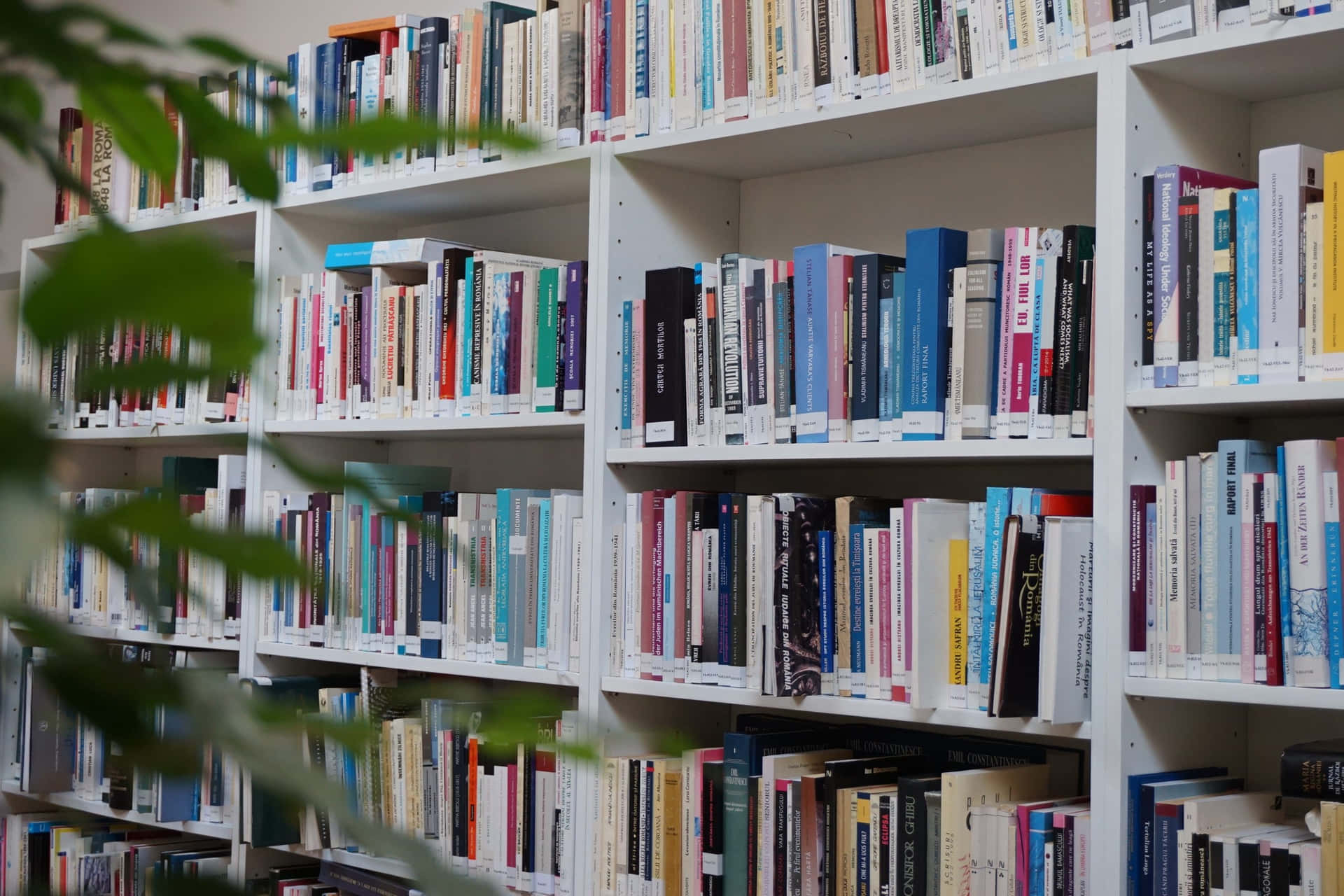 Einebibliothek Mit Vielen Büchern In Regalen. Wallpaper
