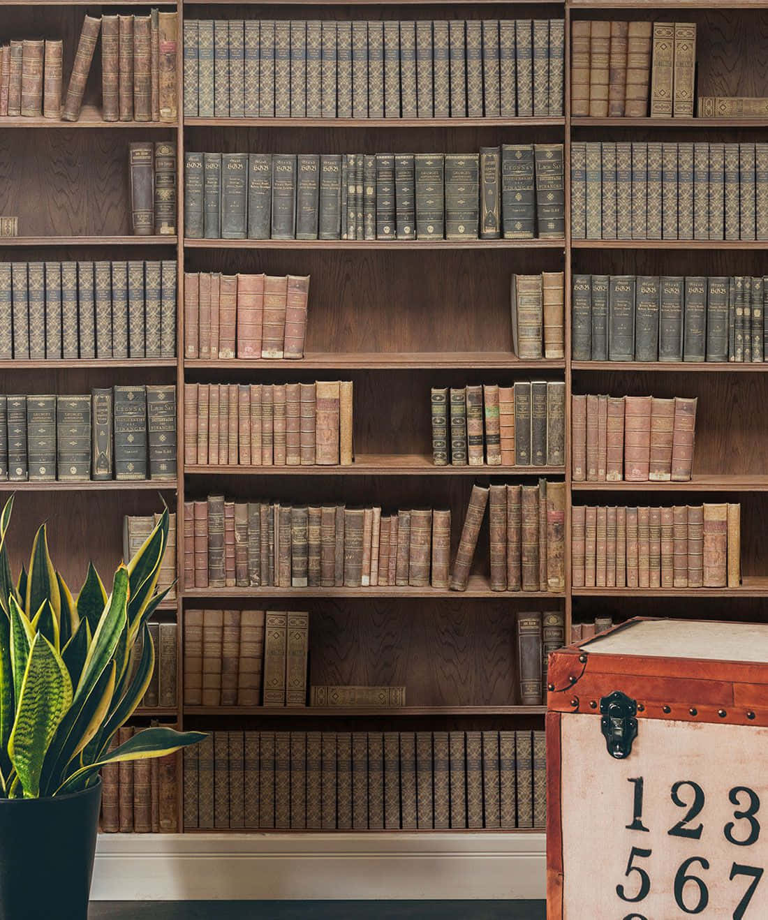 A Room With A Book Shelf And A Plant Wallpaper