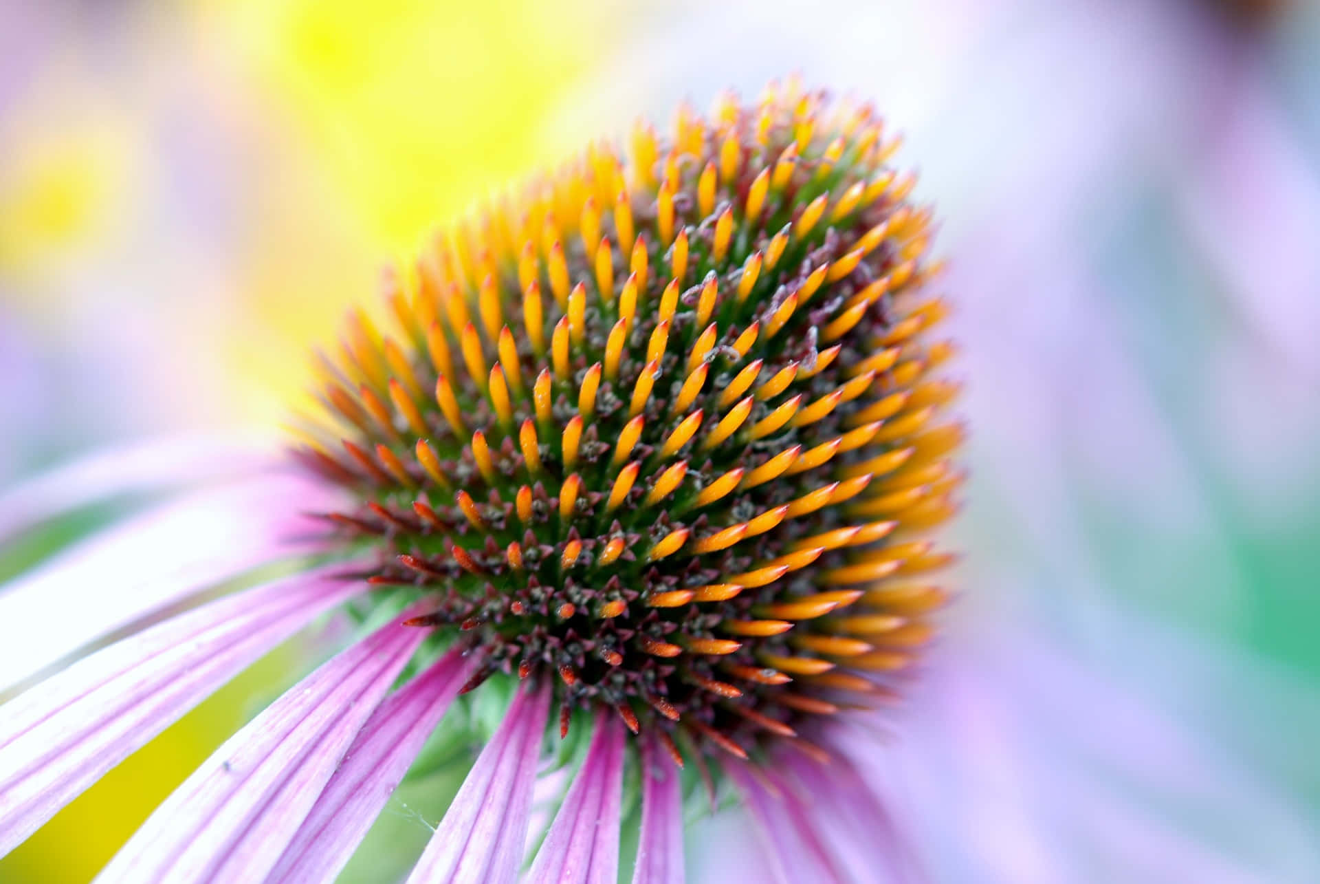Homeopathic Remedy From Echinacea Wallpaper