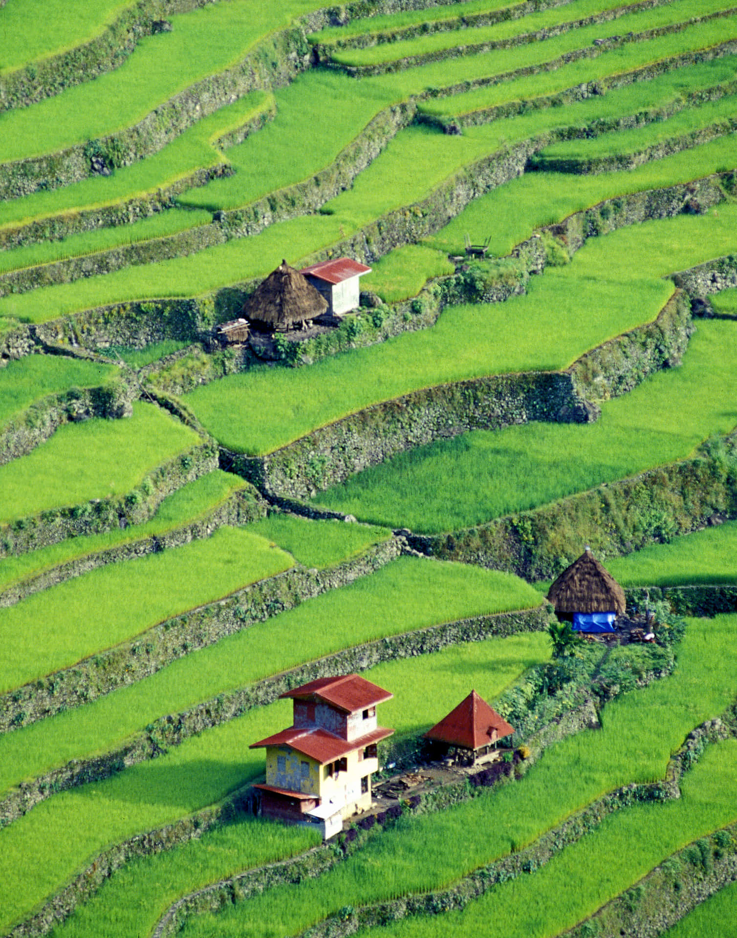 Homes In Banaue Rice Terraces In The Philippines Wallpaper