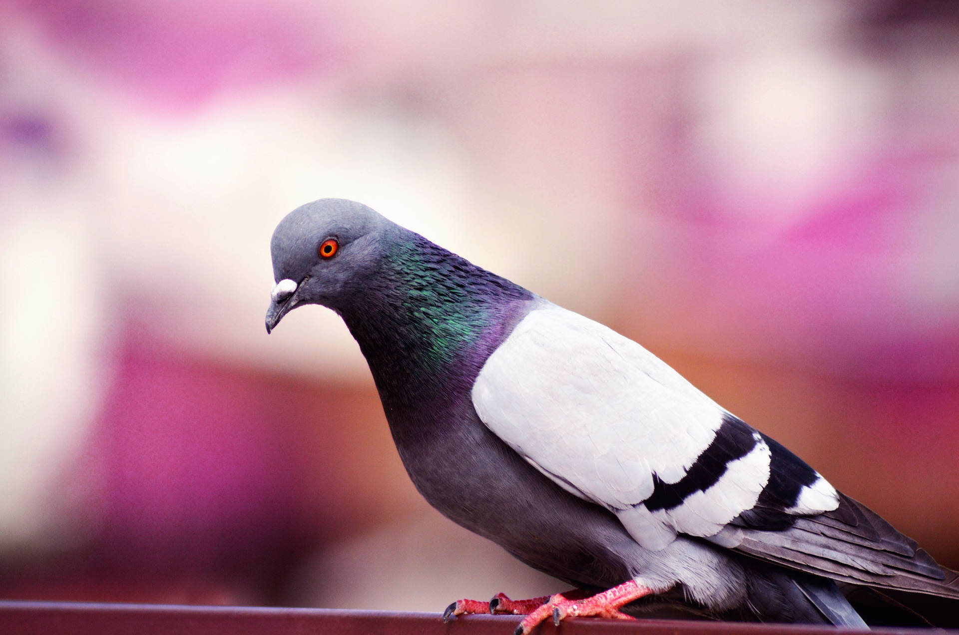 Homing Pigeon Bird With Red Eyes Wallpaper