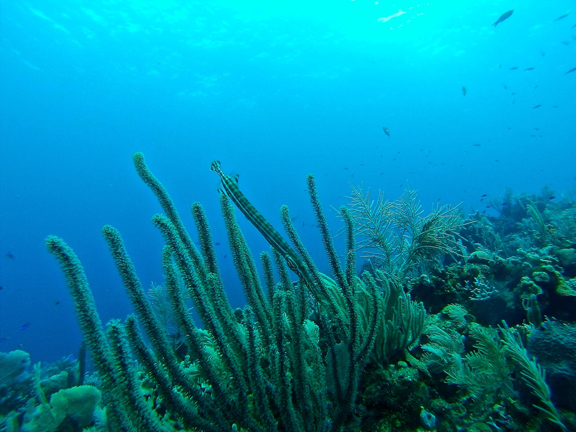Honduras Green Reef & Blå Ocean Wallpaper