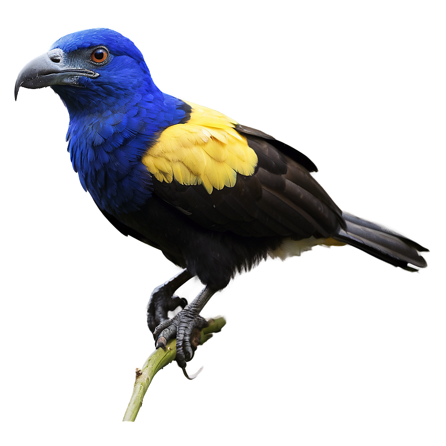 Honduras National Bird Png Nxc28 PNG