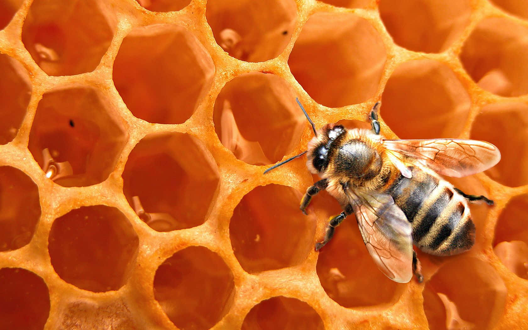Bees On A Honeycomb