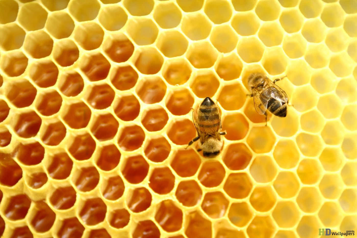 Two Bees Are Sitting On A Honeycomb