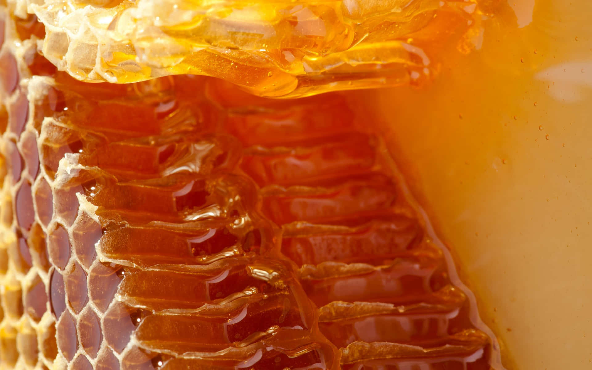 Close Up Of Honeycomb With Honey