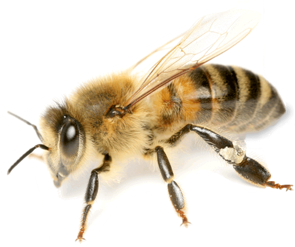 Honey Bee Close Up PNG