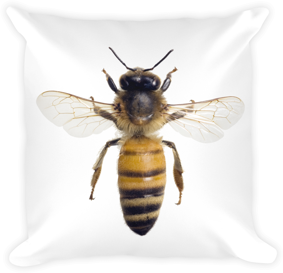 Honey Bee Close Up PNG