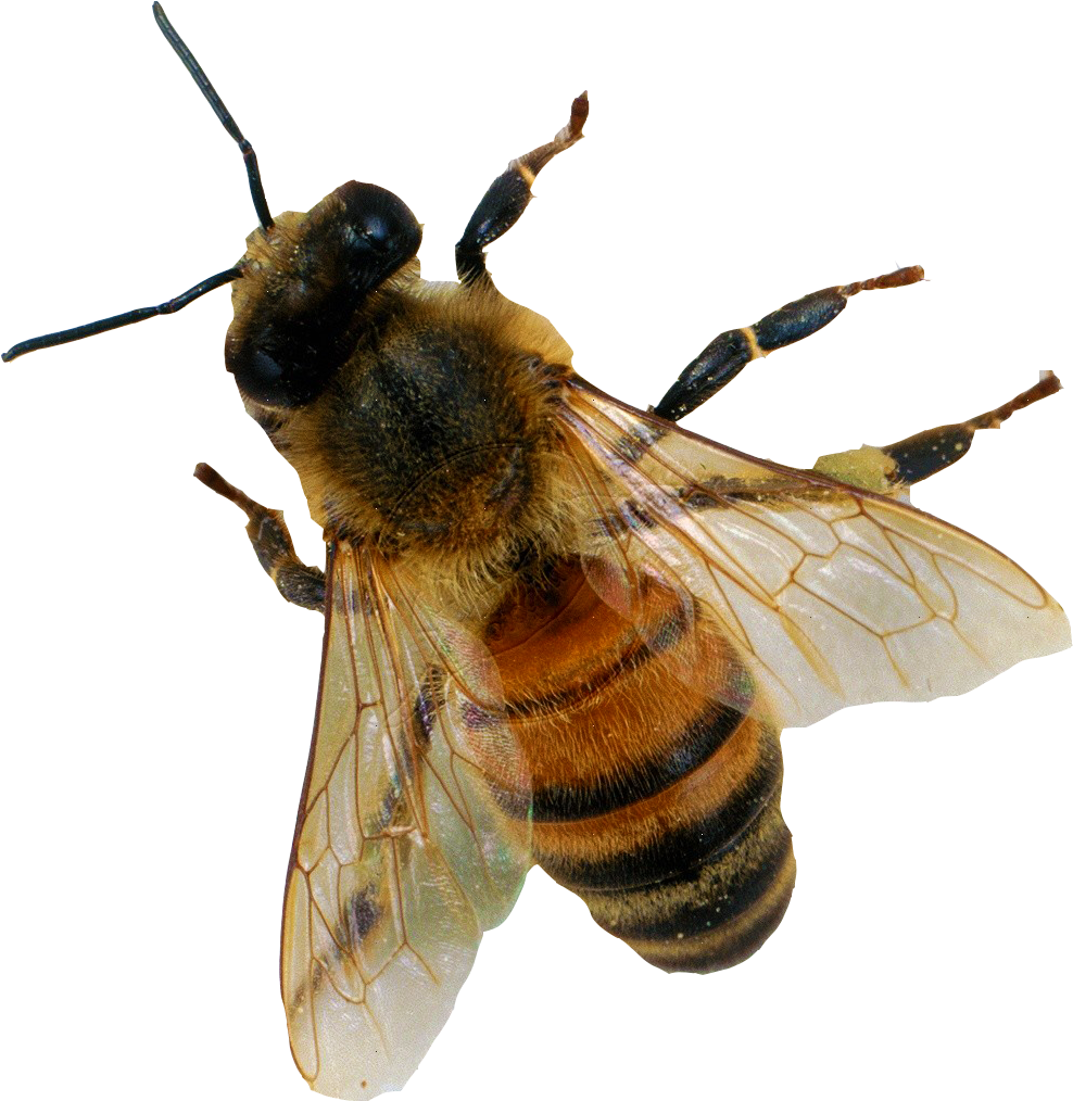 Honey Bee In Flight.png PNG