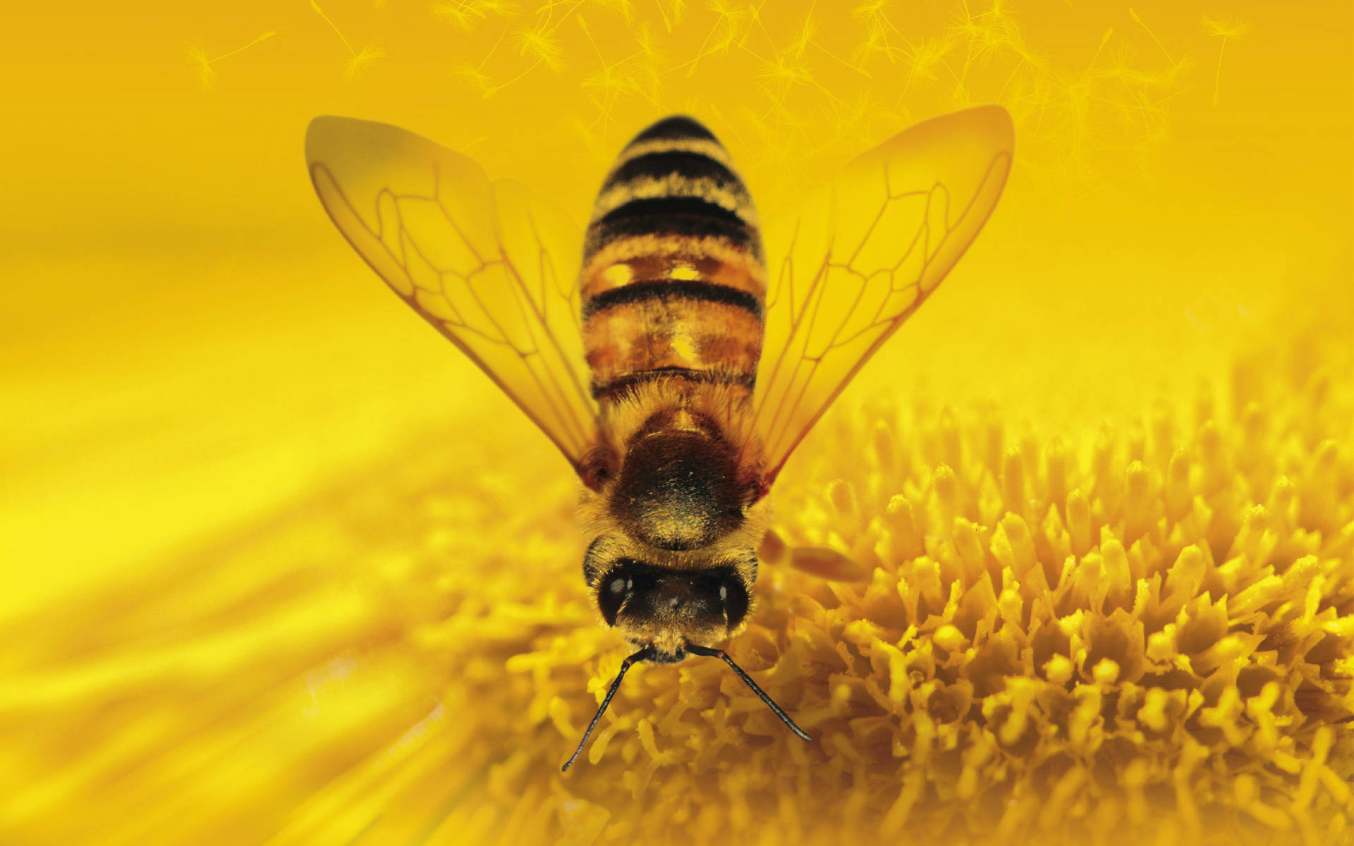 Honey Bee On A Sunflower Wallpaper