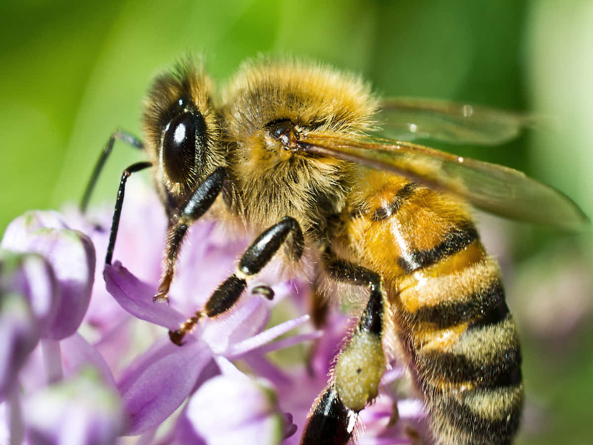 A honey bee collects nectar for their hive.