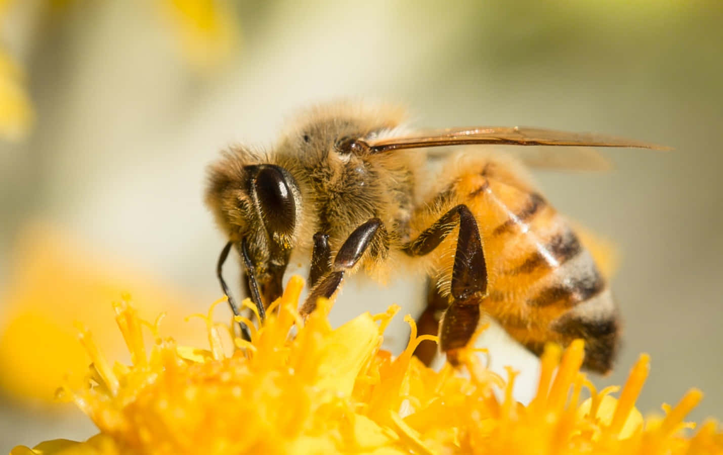 Busy Honey Bee Pollinating Nature