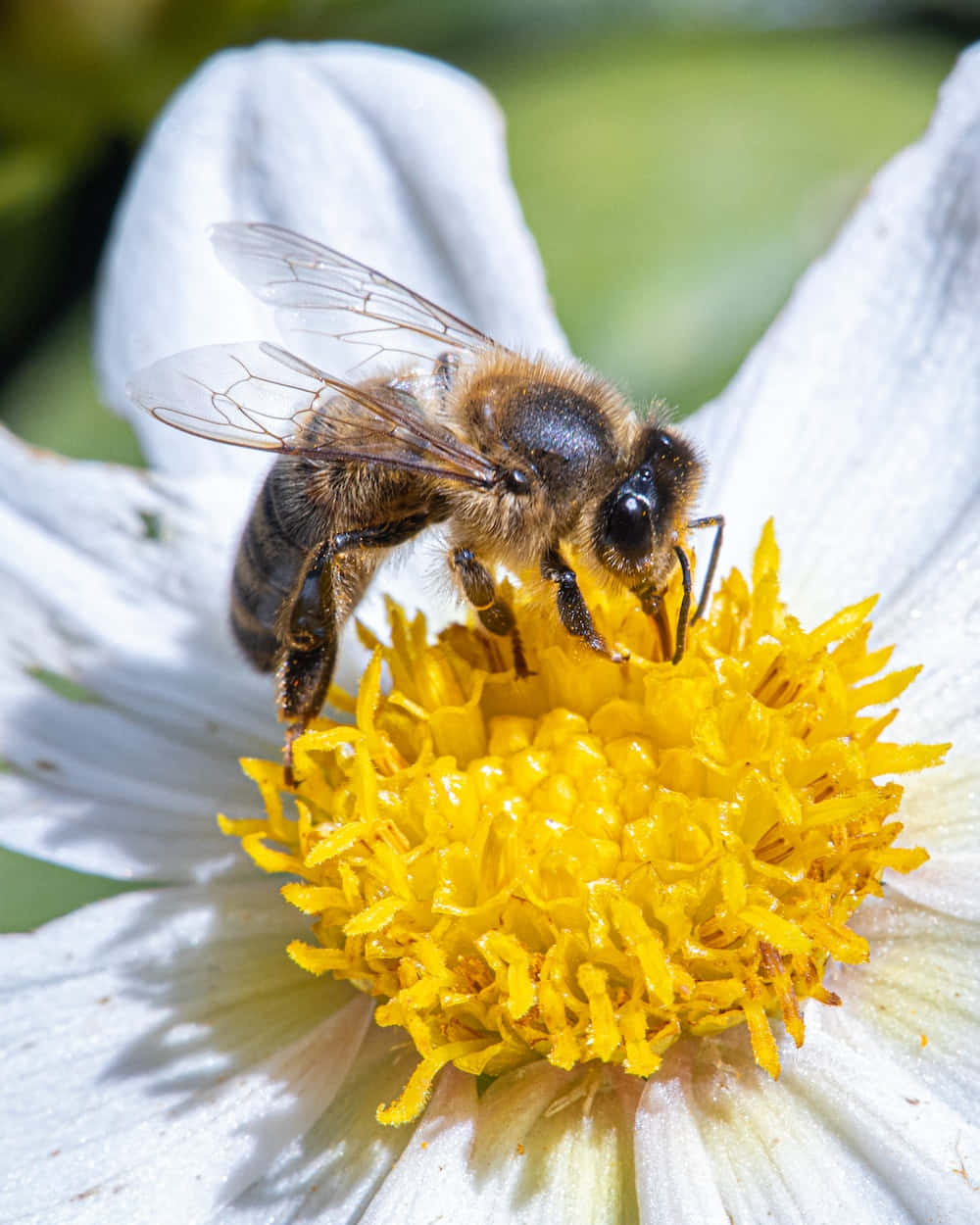 Worker Honey Bee Collecting Pollen