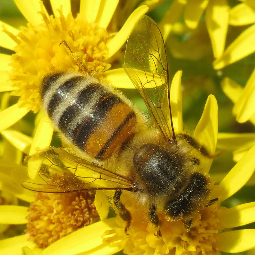 A Honey Bee buzzing around in nature