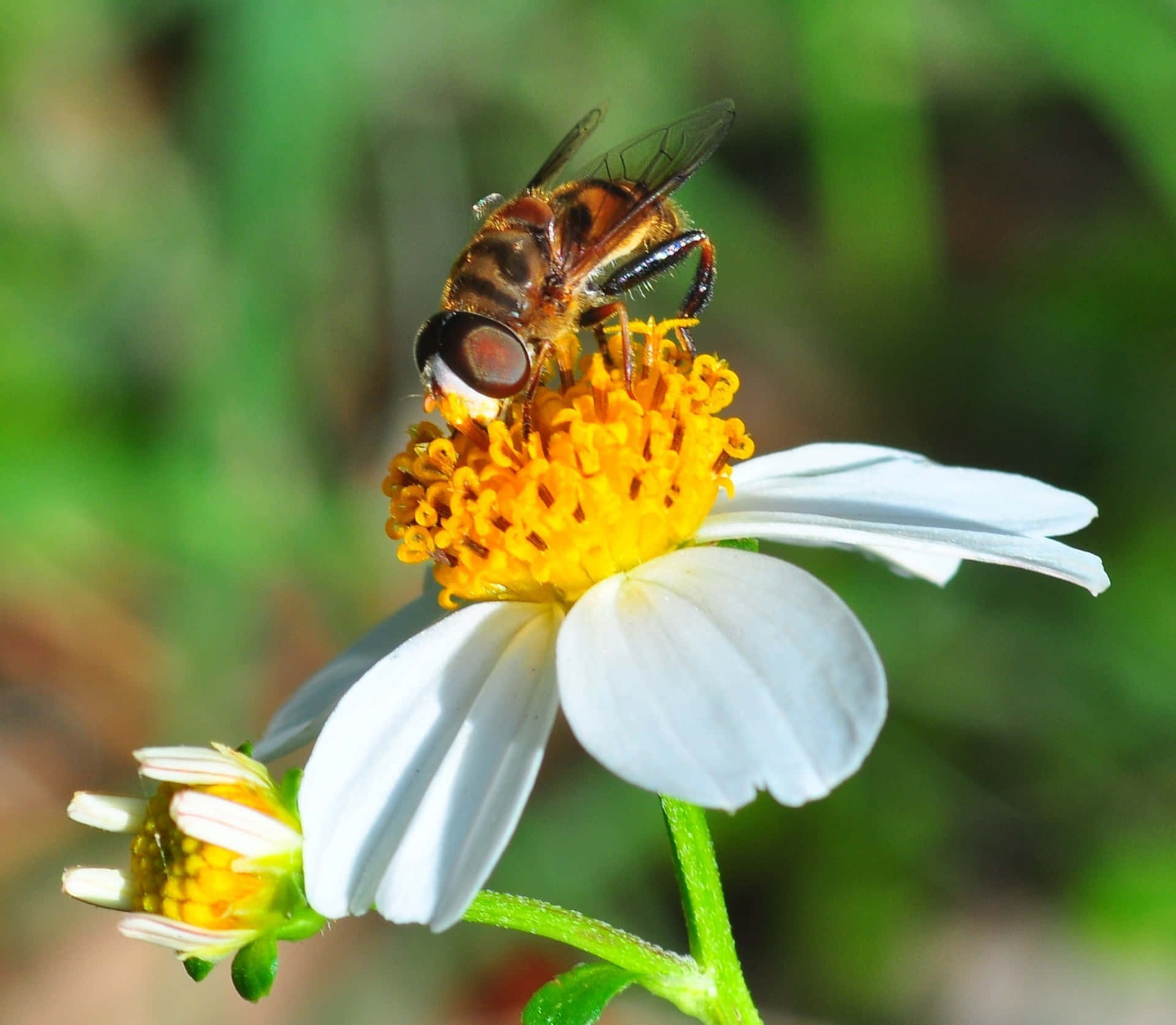 Denne bi nyder sit nærende morgenmåltid på en blomst.