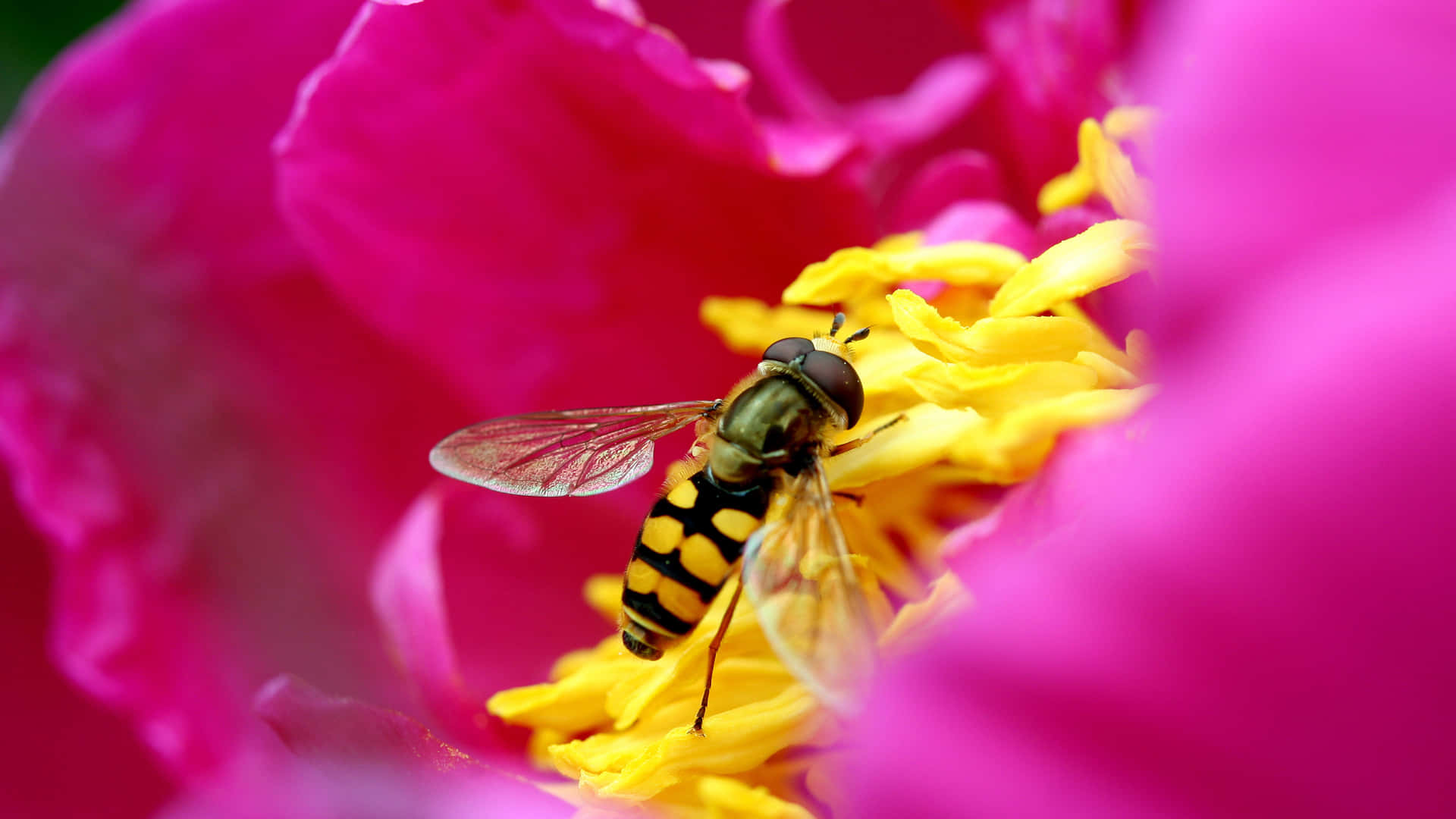 Un'immagineravvicinata Che Mostra L'intricata Bellezza Di Un'ape Mellifera.