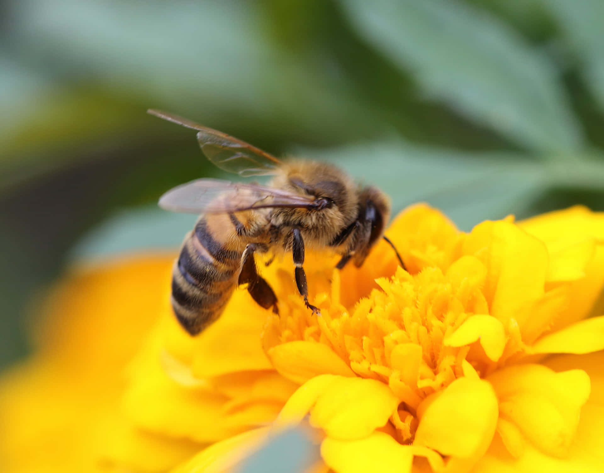 "The Amazing World of Honey Bees"