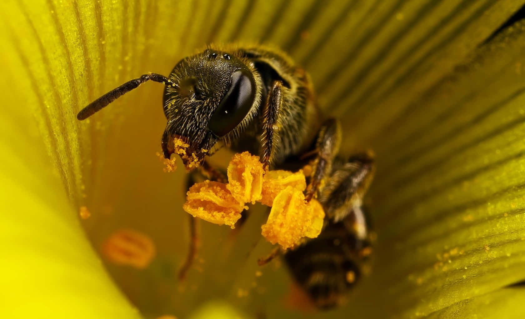 A honey bee finds a wildflower to pollinate