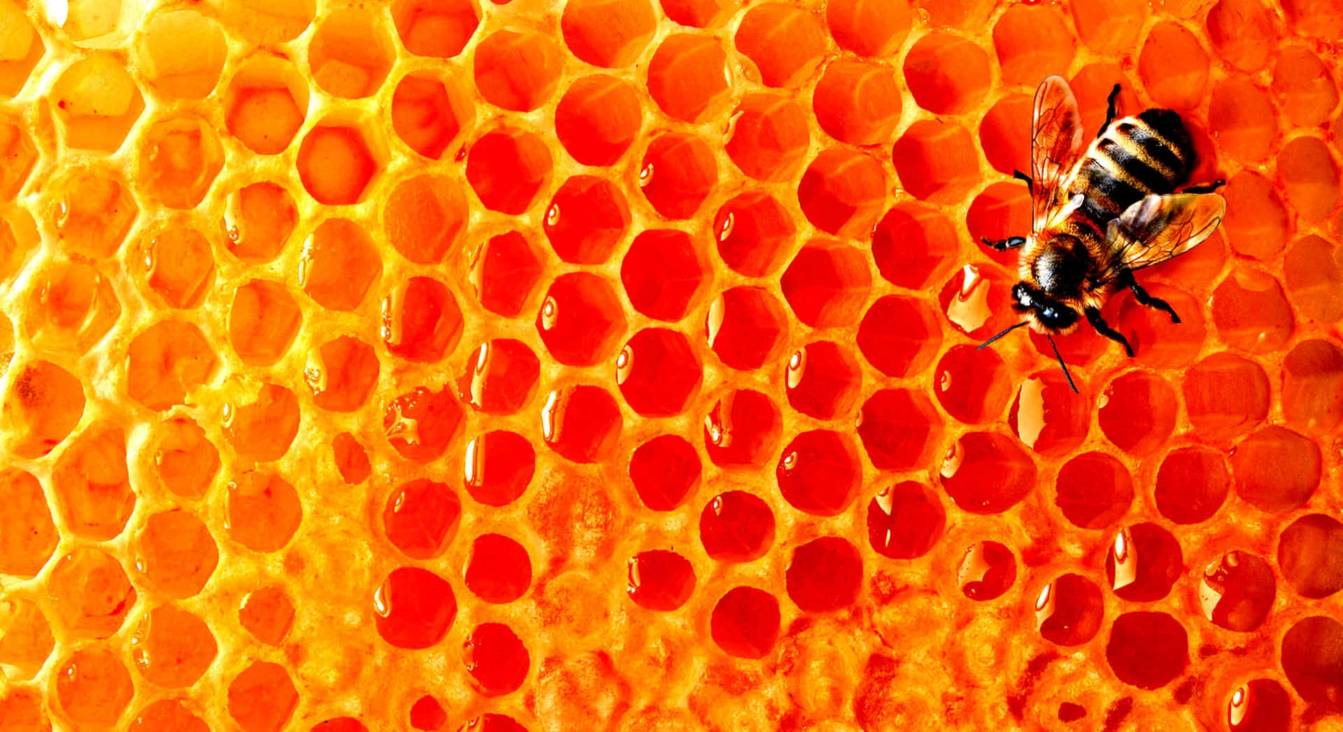 A honey bee gathering nectar to produce delicious honey