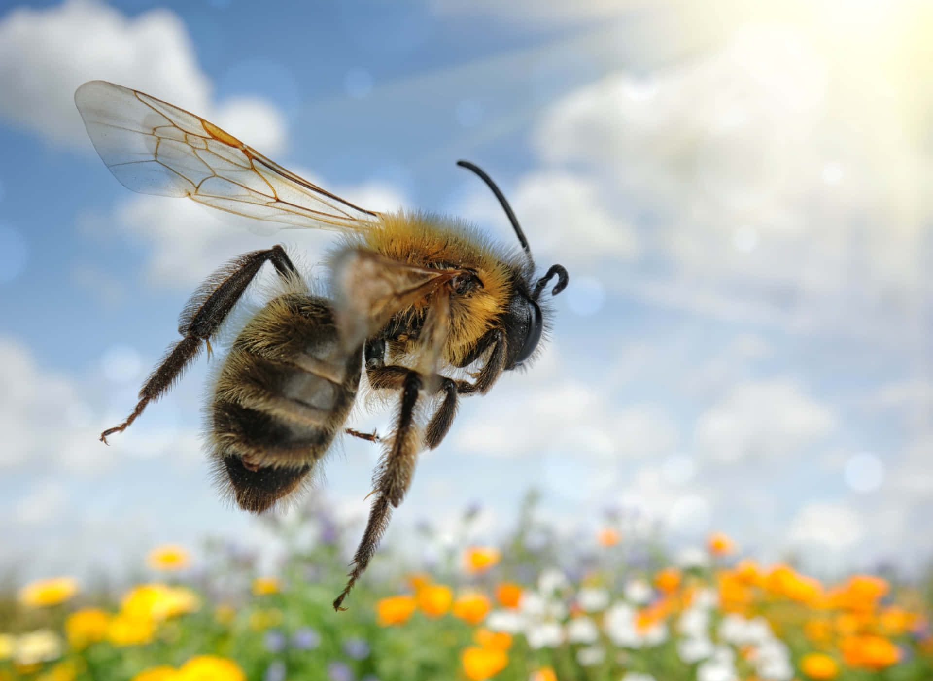 'cattural'attenzione Sulla Fecondazione Con Un'ape Mellifera'