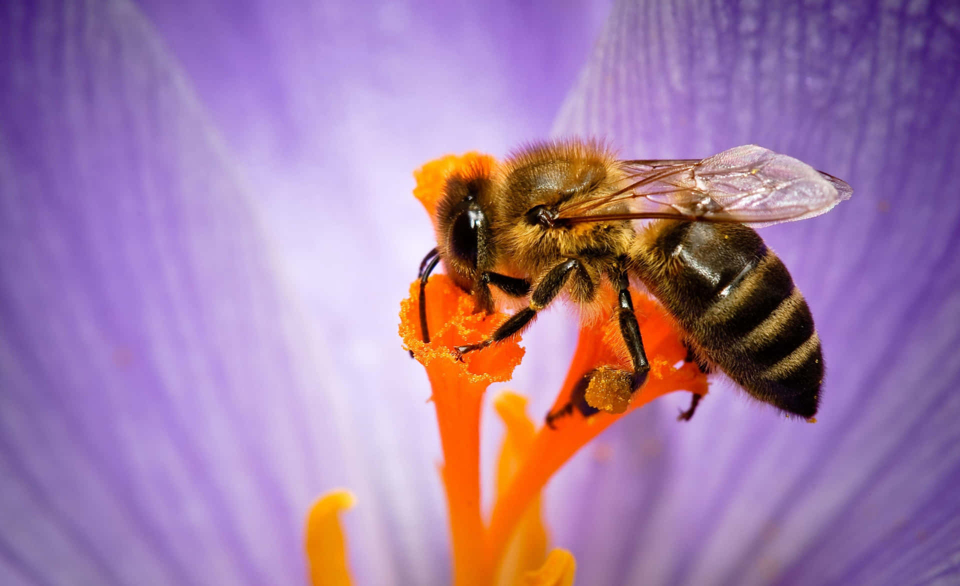 “The Sweetness of Life: A Honey Bee Enjoying the Lovely Sunshine”