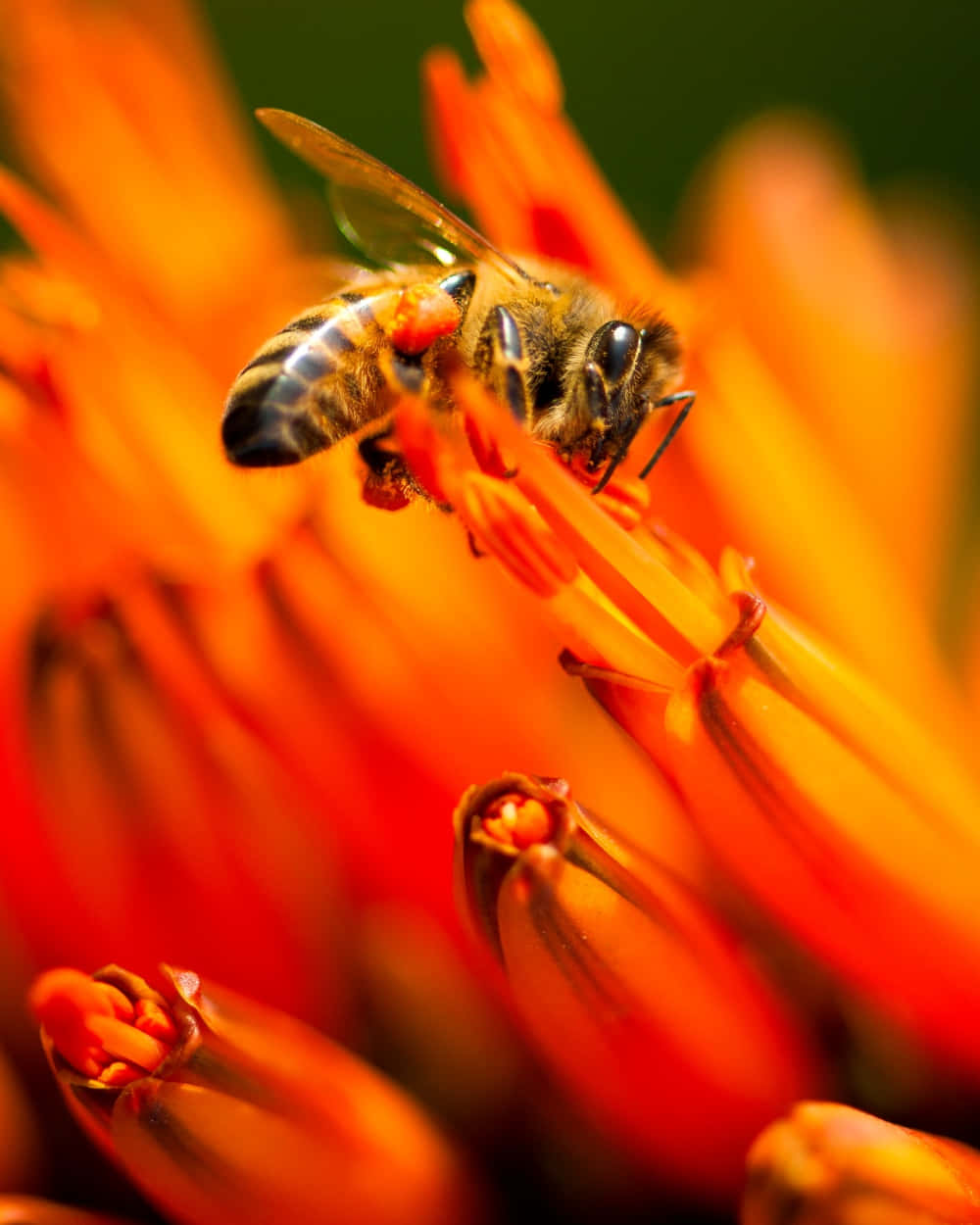 Einebiene Sitzt Auf Einer Orangefarbenen Blume.