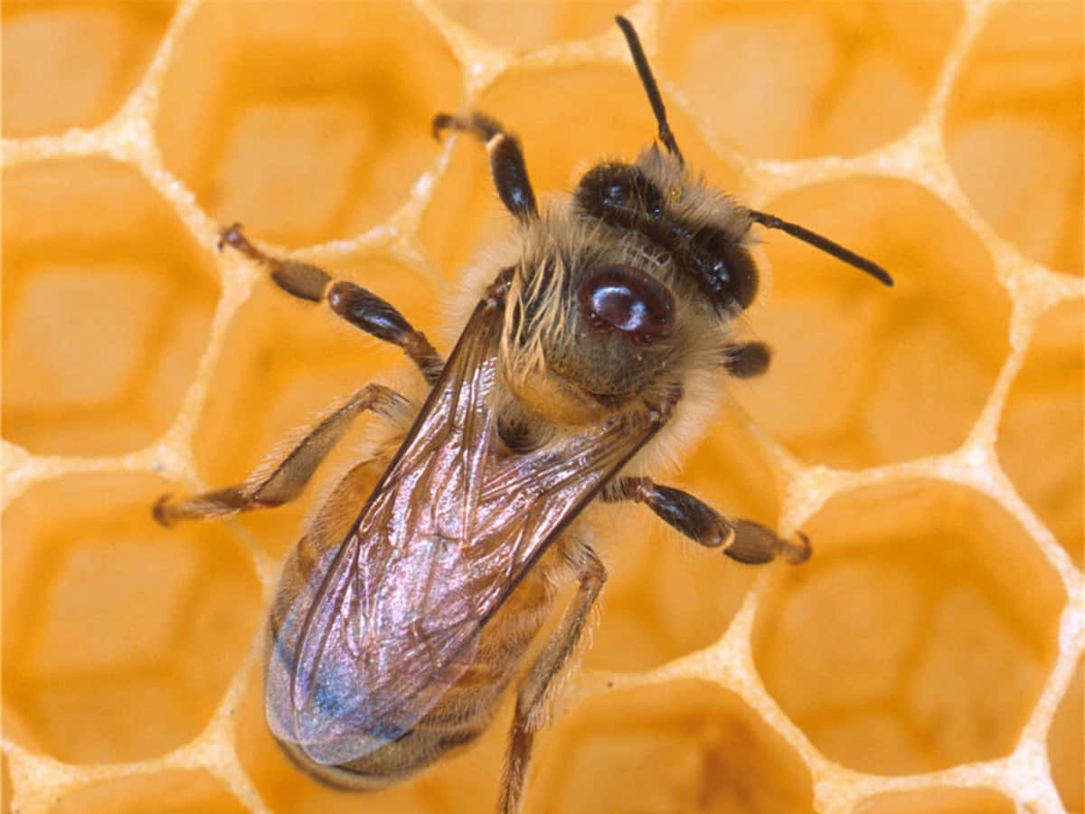 An Orange Honey Bee Dotting a White Flower