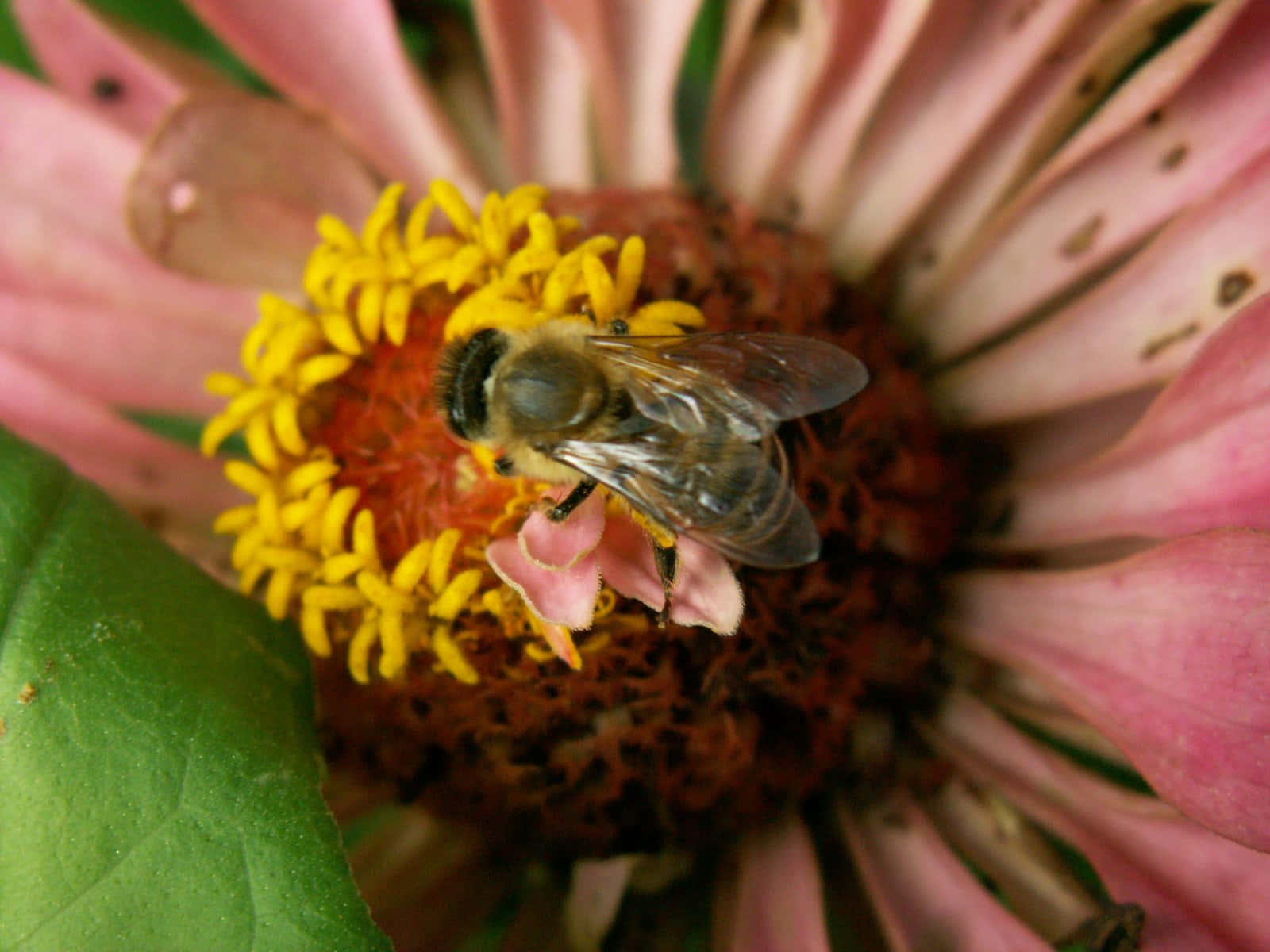 A Bee On A Pink Flower