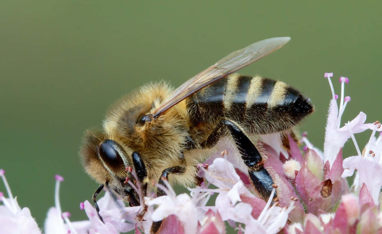 A honey bee collecting nectar from a flower