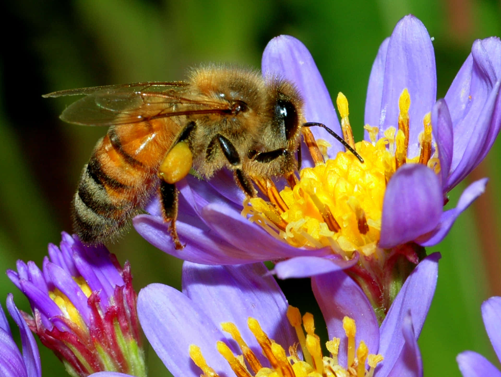 A Bee Pollinating a Flower