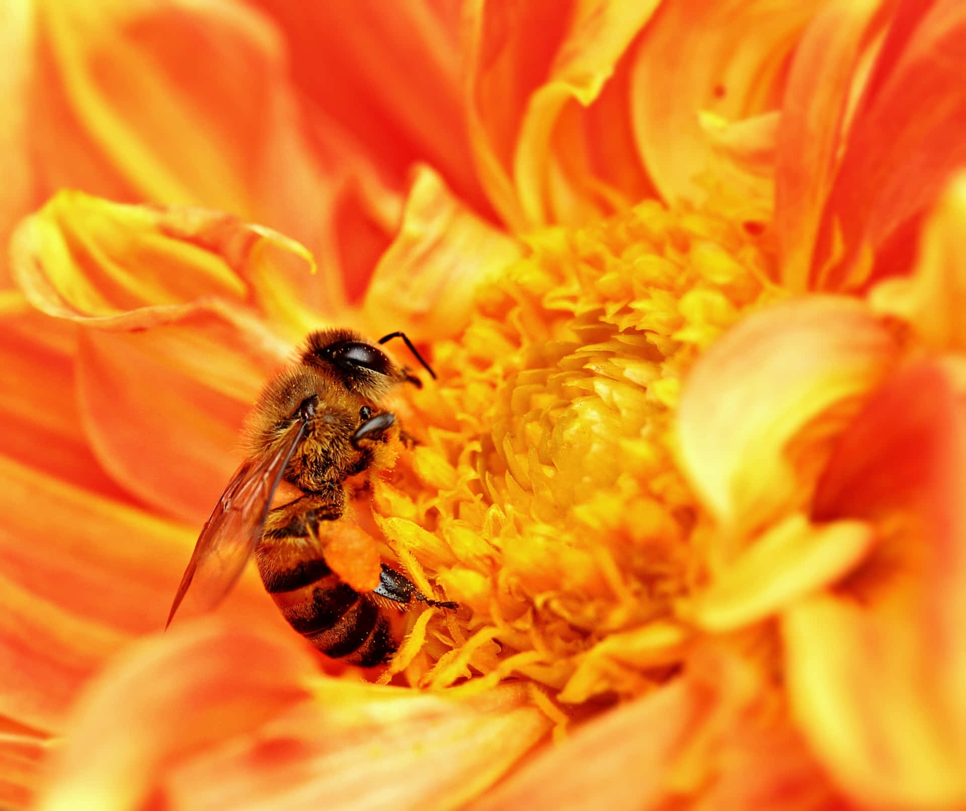 A honey bee foraging for nectar