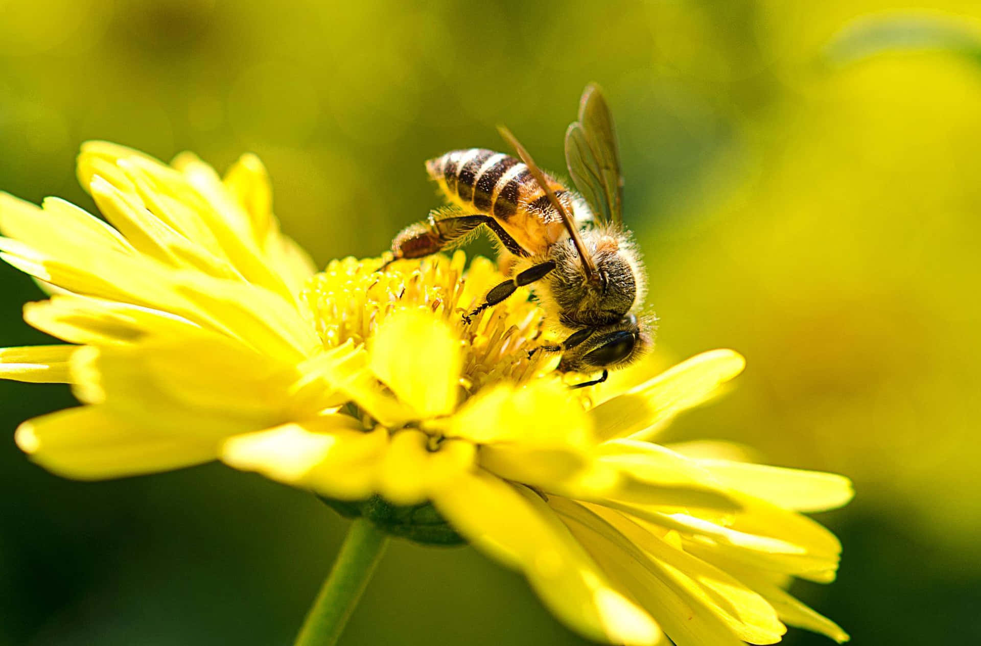 Lameraviglia Della Natura - Un Primo Piano Di Un Lavoratore Globale, L'ape Mellifera.