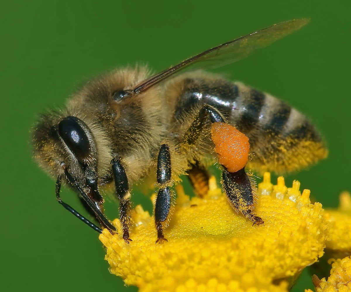 En Summe Scen med en Honningbi Bestøvende et Blomst