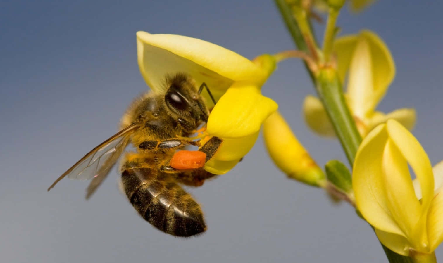 Close-up of a Honey Bee Enjoying a Summer Blossom