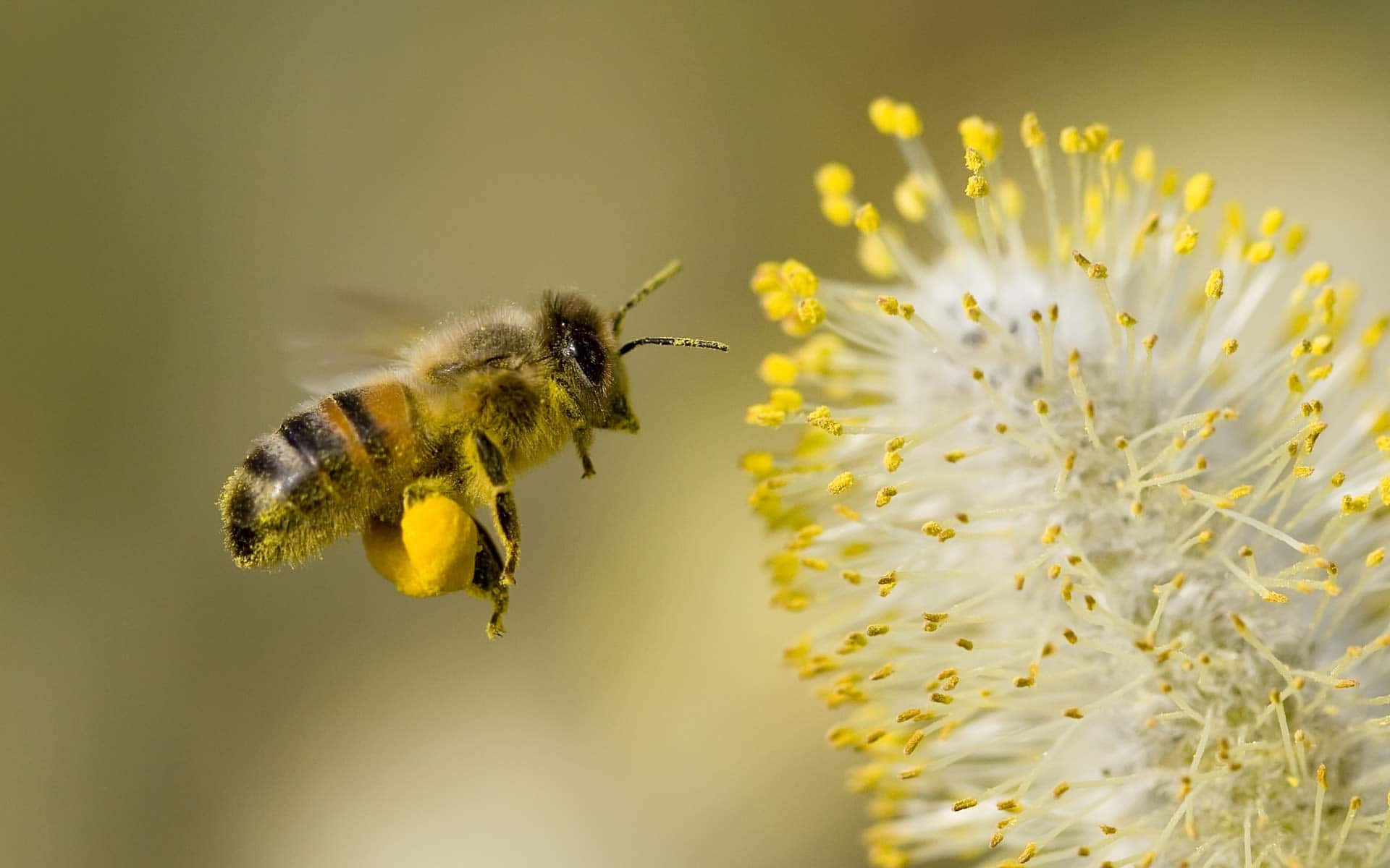 "A Taste of Sweetness - Honey Bee"