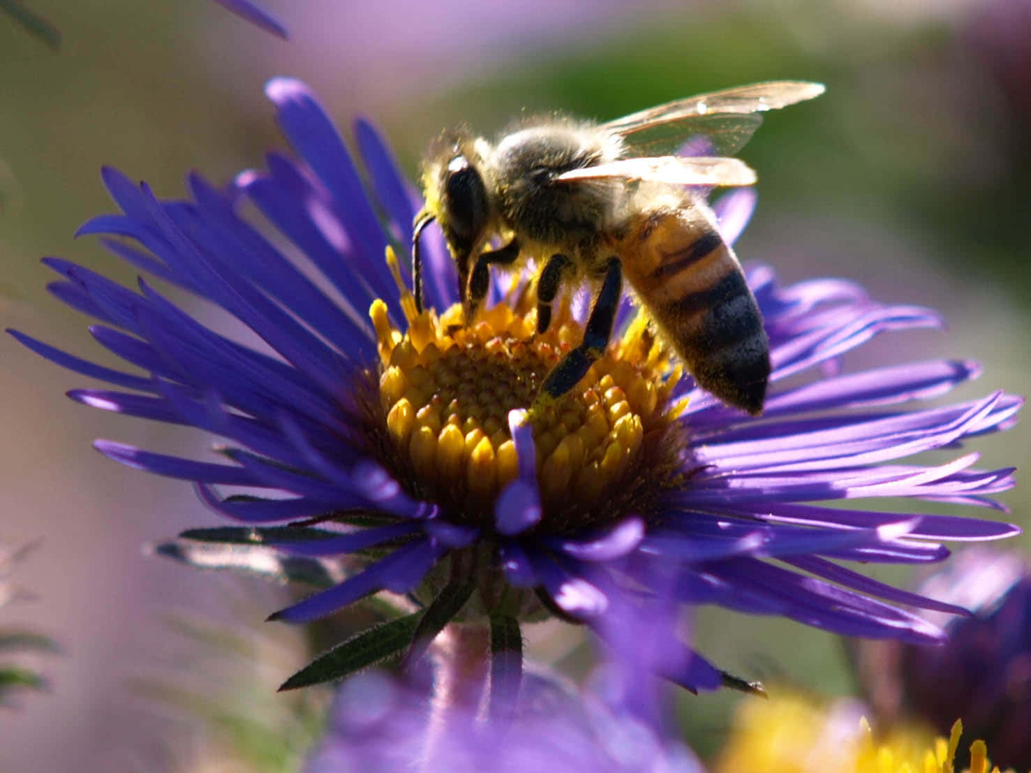 A Bee Is On A Purple Flower