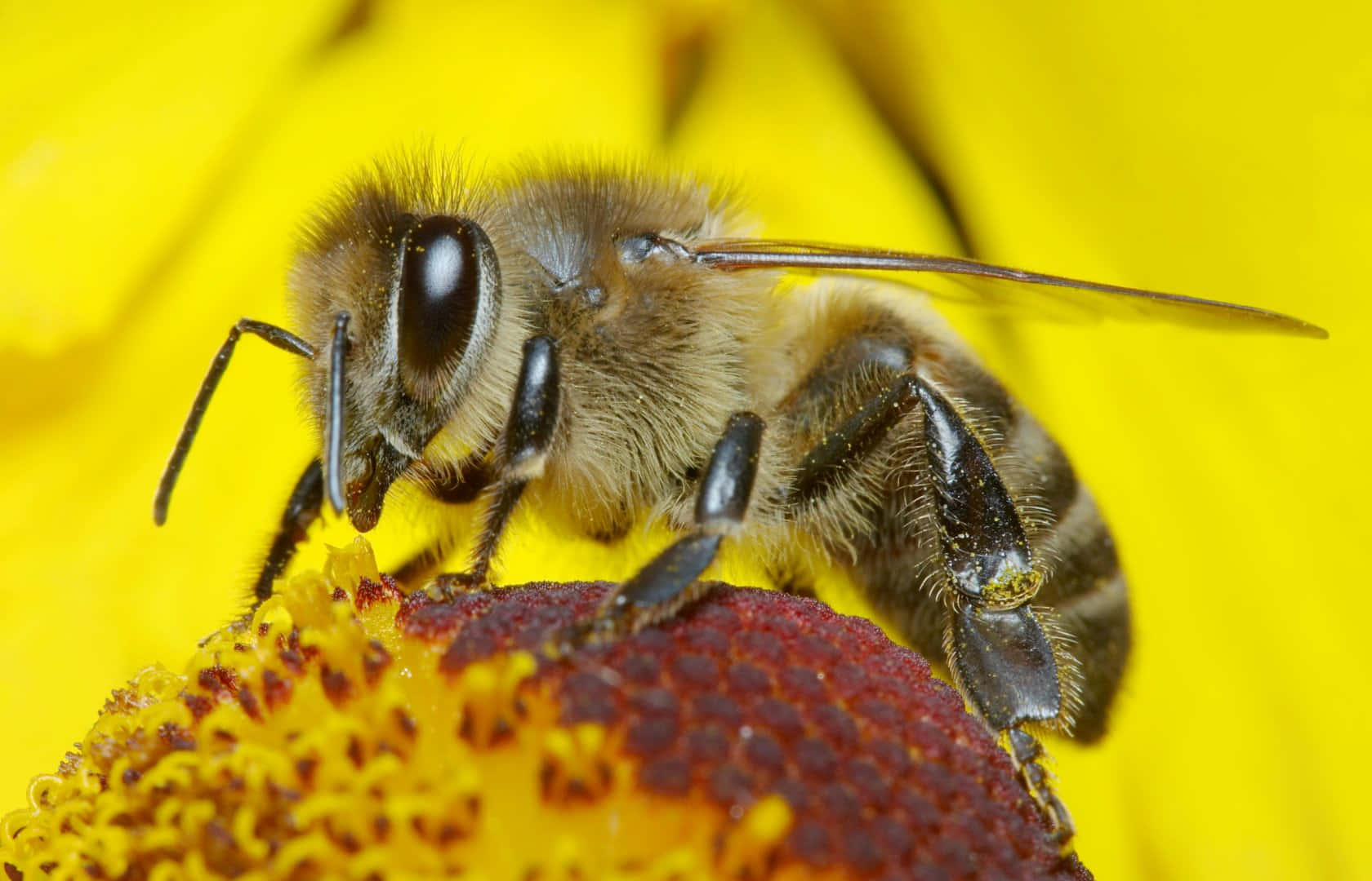 A close-up of a honey bee drinking nectar from a flower