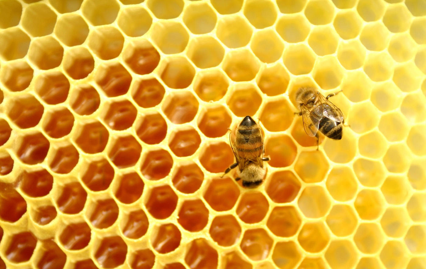 Honey Bees Photography Wallpaper