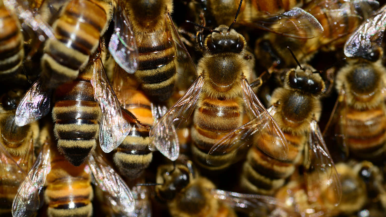 Honeybee Congregation Closeup Wallpaper