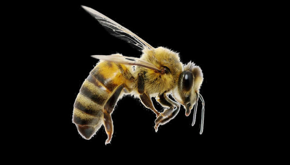 Honeybee In Flight Black Background PNG