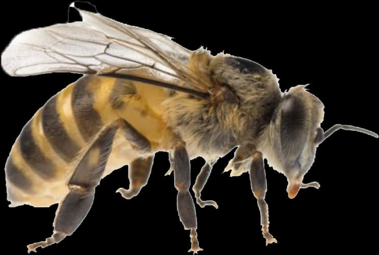 Honeybee Isolatedon Transparent Background PNG