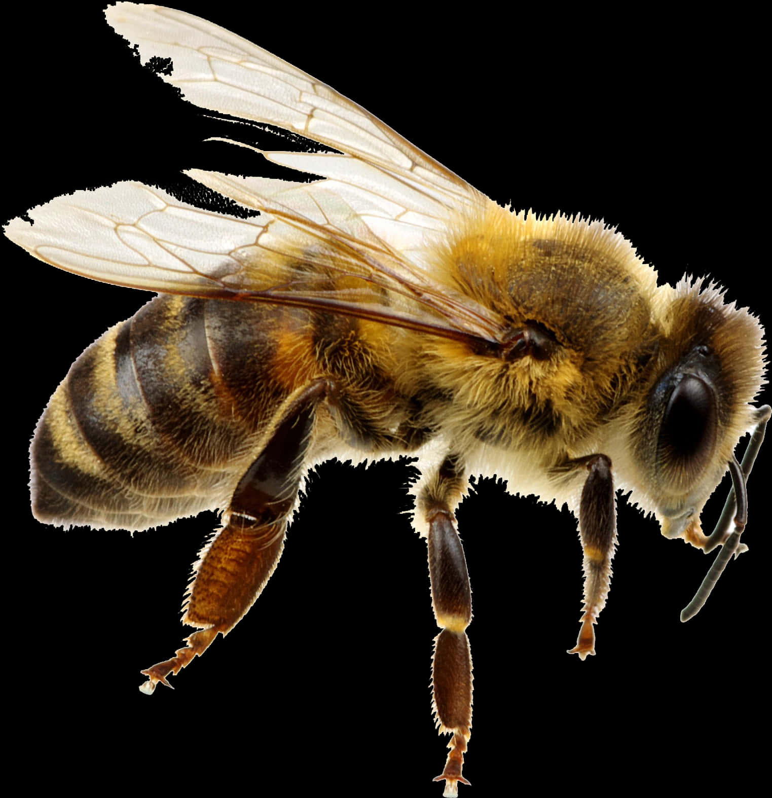 Honeybee_ Closeup PNG