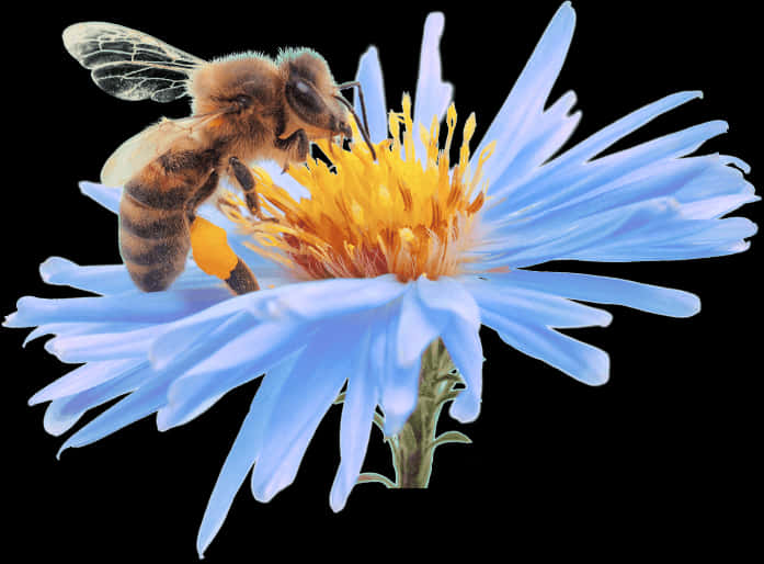 Bee Pollinating Blue Flower PNG