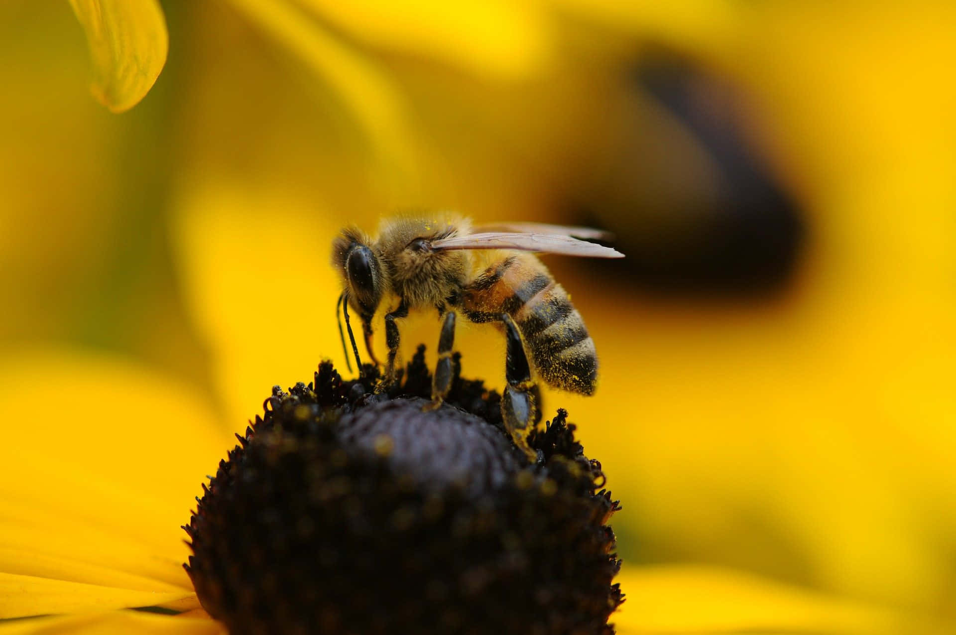 Honeybeeon Sunflower Macro Wallpaper