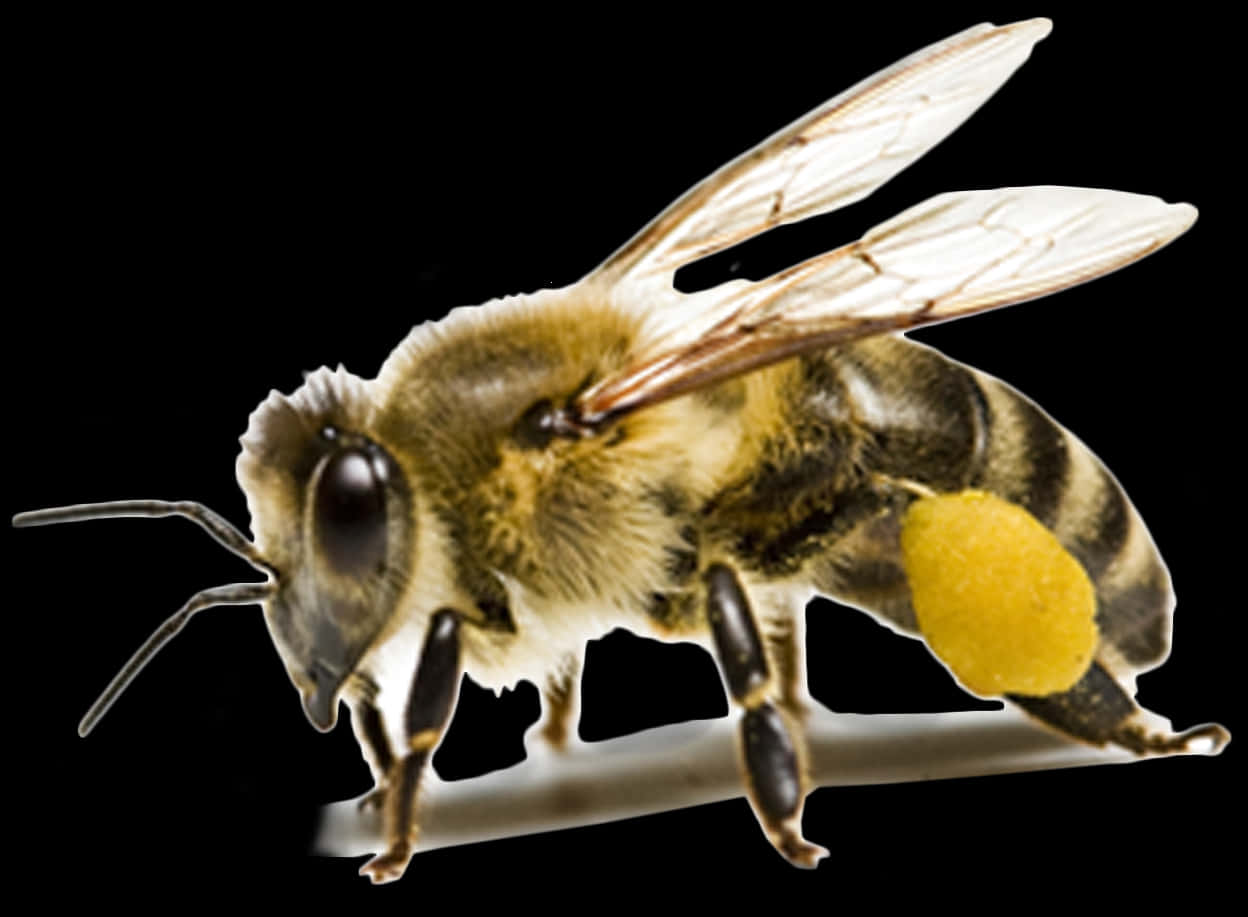 Honeybee With Pollen Basket PNG