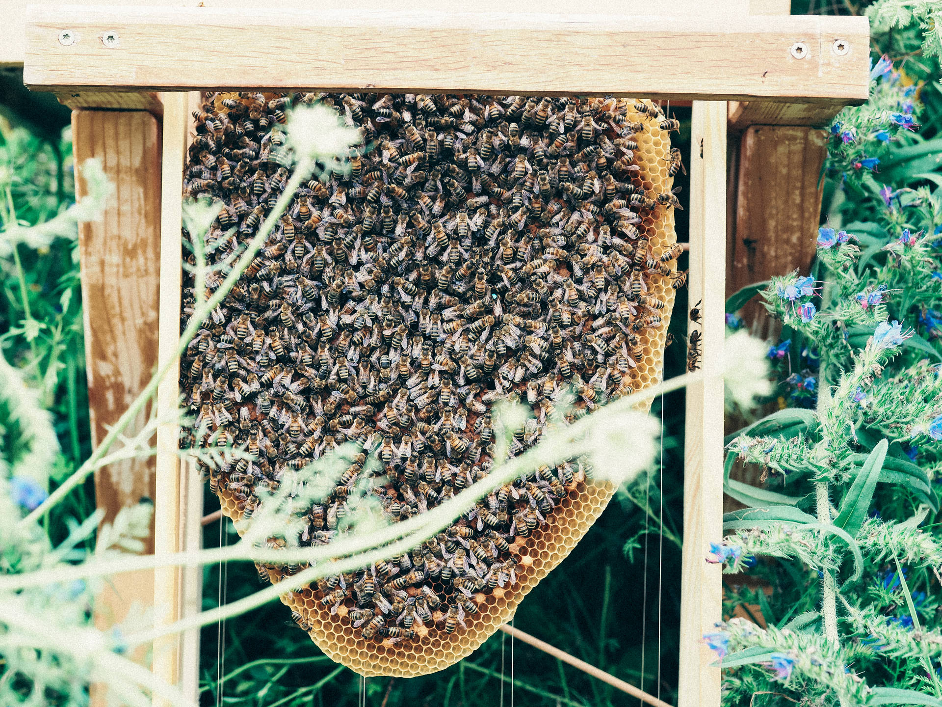 Honeycomb Bee Colony
