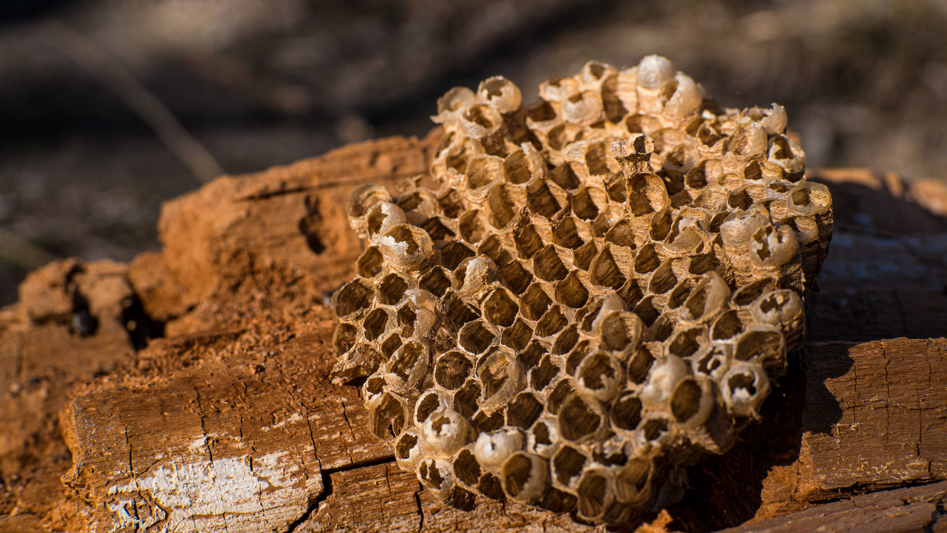 Honeycomb Cirkulær Klump Wallpaper