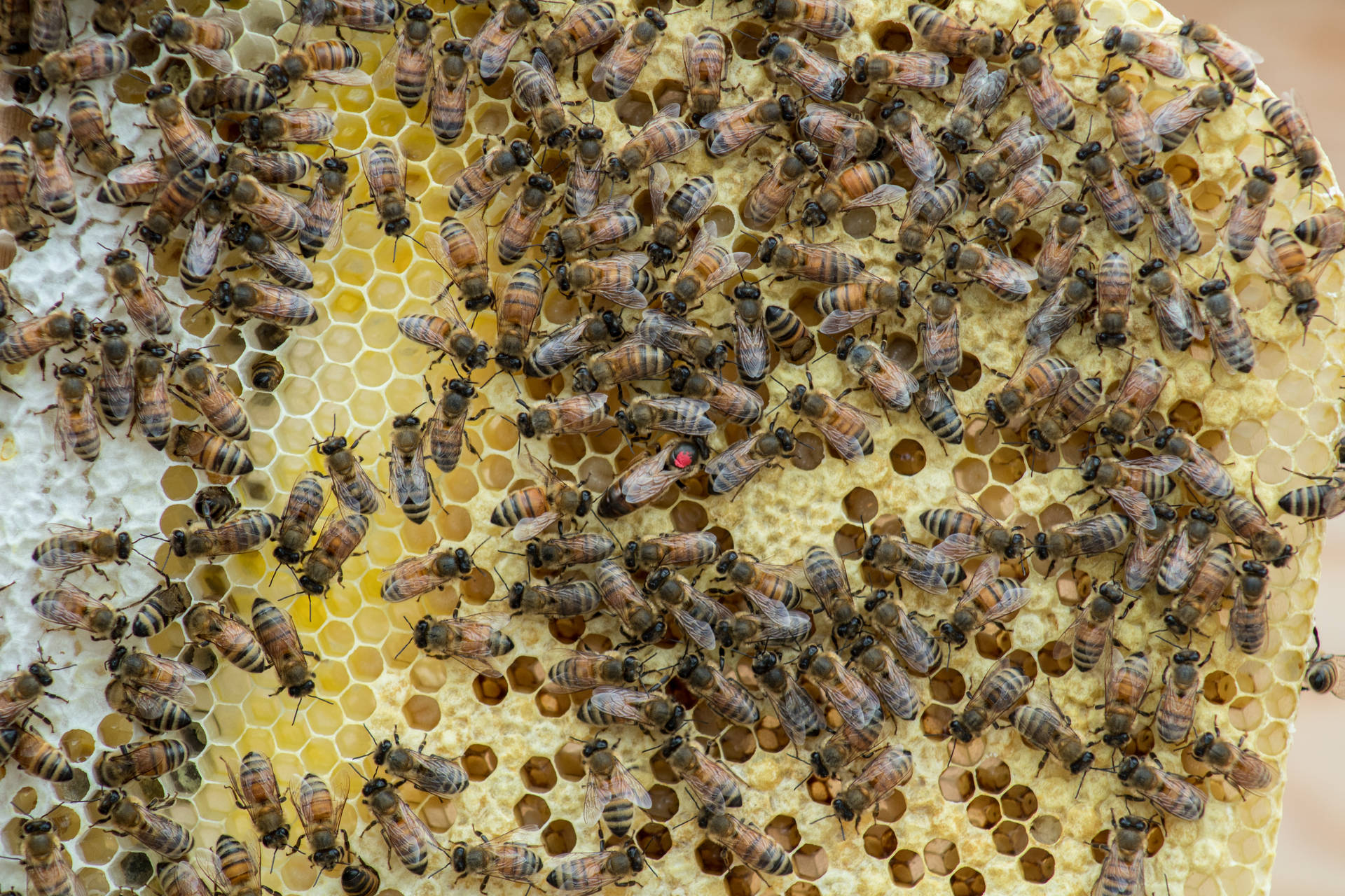 Honeycomb Full Of Bees